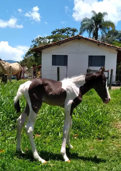 Sítio / Rancho com 4 quartos à venda, 84700m2 em Sao Luiz Do Paraitinga - SP - imagem 7 Foto 7 de Sítio / Rancho com 4 quartos à venda, 84700m2 em Sao Luiz Do Paraitinga - SP