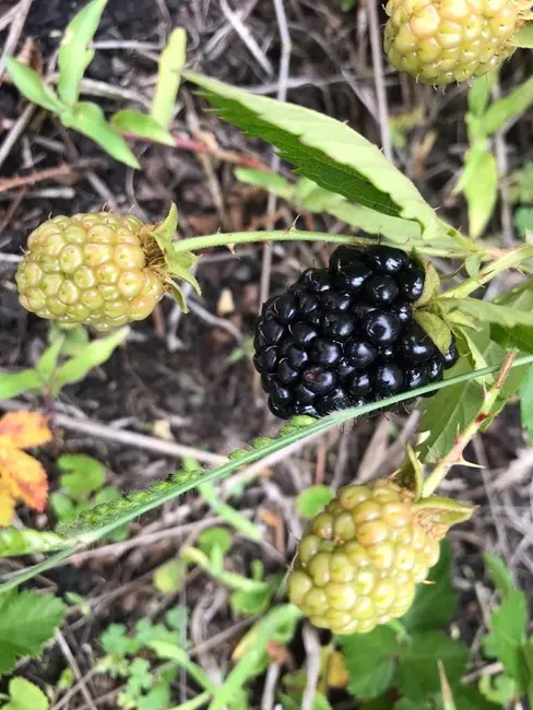 Foto 8 de Sítio / Rancho à venda em Lorena - SP