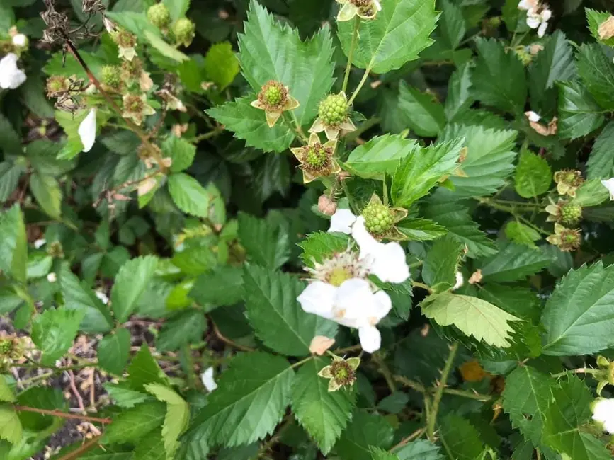 Foto 3 de Sítio / Rancho à venda em Lorena - SP