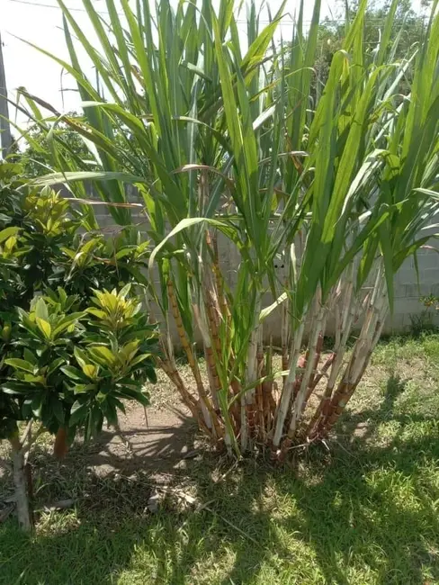 Foto 6 de Chácara com 2 quartos à venda, 630m2 em Mandú, Pindamonhangaba - SP