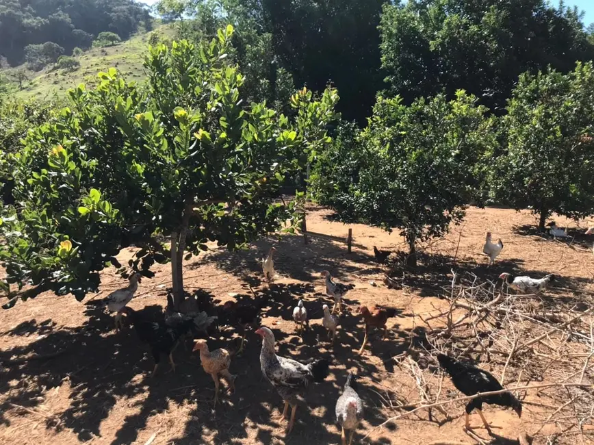 Foto 2 de Chácara com 4 quartos à venda em Santa Luzia Rural, Taubate - SP