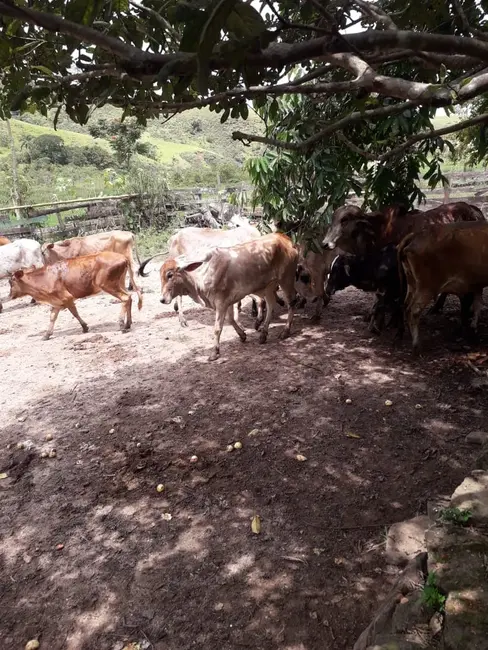 Foto 6 de Chácara à venda e para alugar, 840000m2 em Mandú, Pindamonhangaba - SP