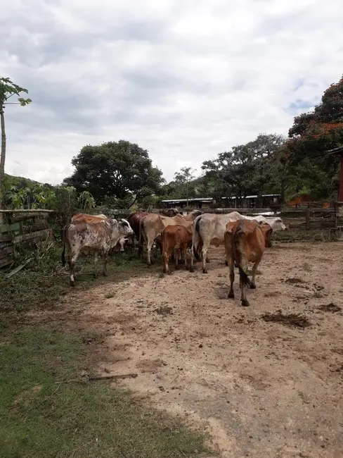 Foto 5 de Chácara à venda e para alugar, 840000m2 em Mandú, Pindamonhangaba - SP