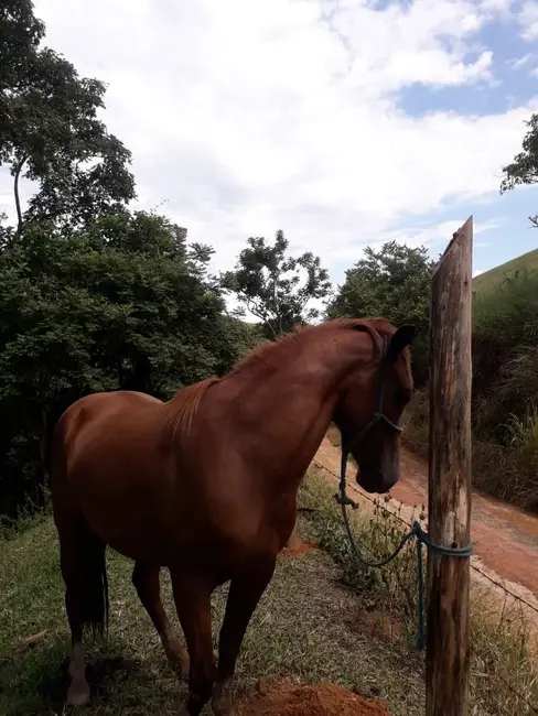 Foto 4 de Chácara à venda e para alugar, 840000m2 em Mandú, Pindamonhangaba - SP