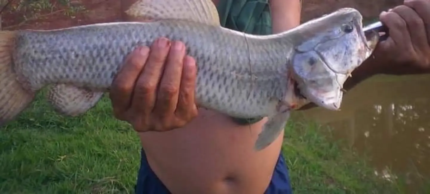 Foto 4 de Chácara com 2 quartos à venda, 3860m2 em Taubate - SP