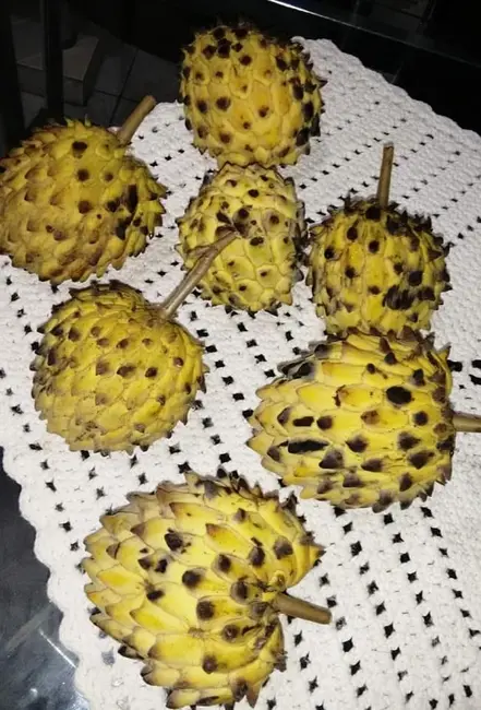 Foto 5 de Chácara com 2 quartos à venda, 3860m2 em Taubate - SP