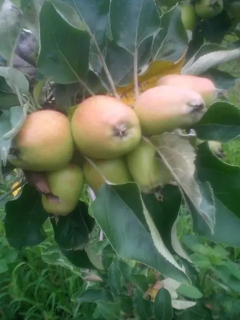 Foto 6 de Chácara com 2 quartos à venda, 3860m2 em Taubate - SP