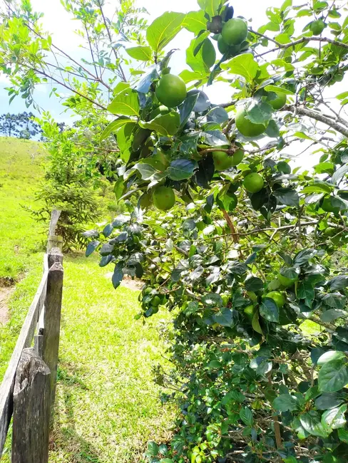 Foto 4 de Sítio / Rancho com 3 quartos à venda, 250m2 em Silveiras - SP