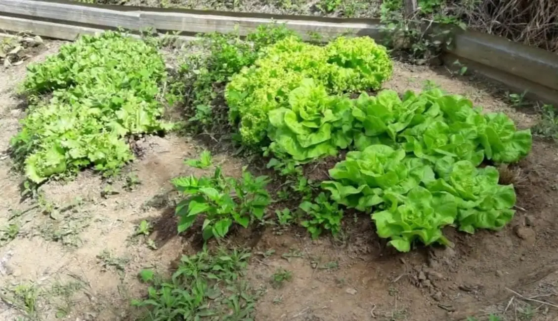 Foto 5 de Sítio / Rancho com 3 quartos à venda, 31000m2 em Redencao Da Serra - SP