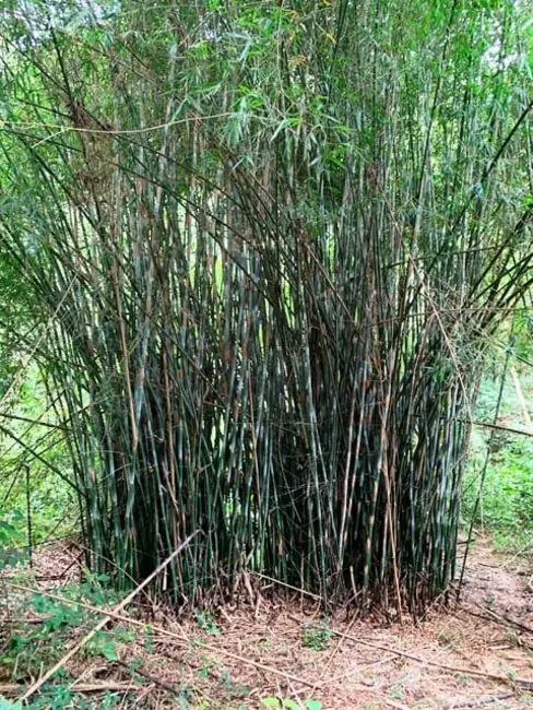 Chácara à venda, 994000m2 em Aparecida - SP - imagem 20 Foto 20 de Chácara à venda, 994000m2 em Aparecida - SP