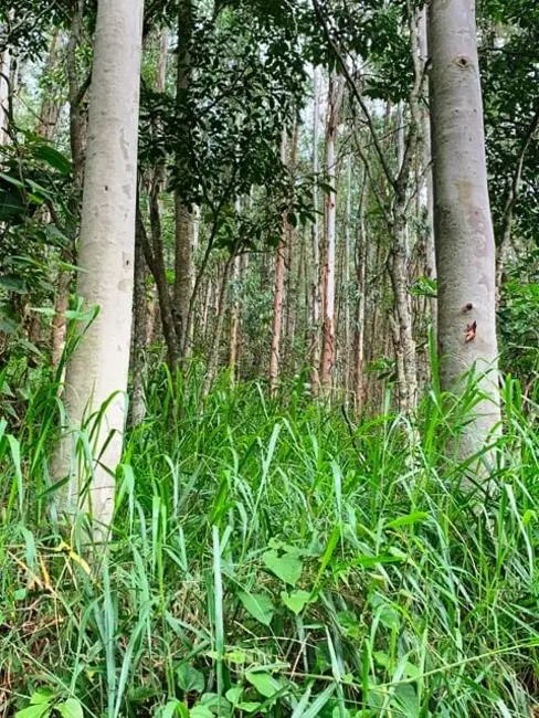 Chácara à venda, 994000m2 em Aparecida - SP - imagem 17 Foto 17 de Chácara à venda, 994000m2 em Aparecida - SP