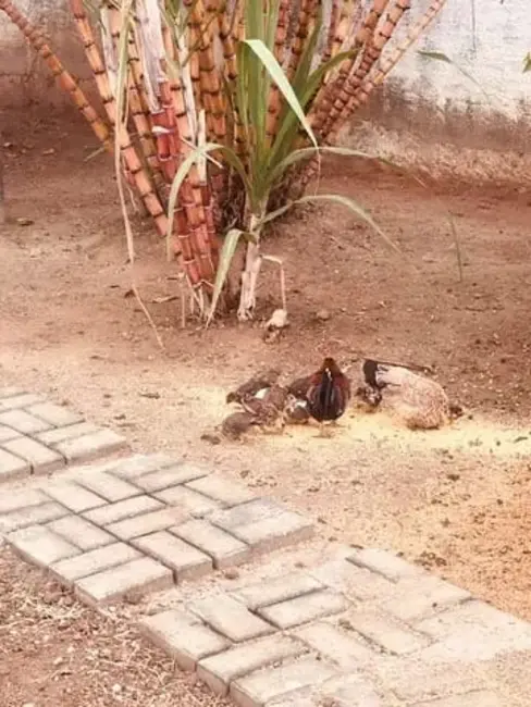 Foto 2 de Chácara com 3 quartos à venda e para alugar, 500m2 em Tremembe - SP