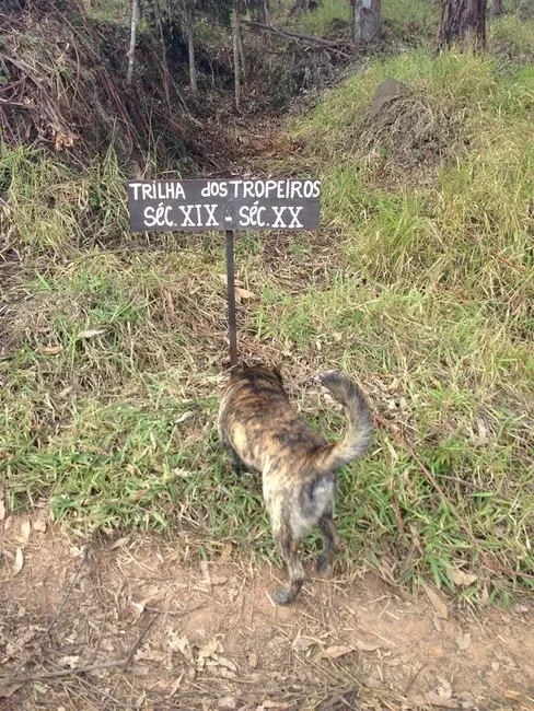 Foto 35 de Chácara à venda, 726000m2 em Silveiras - SP