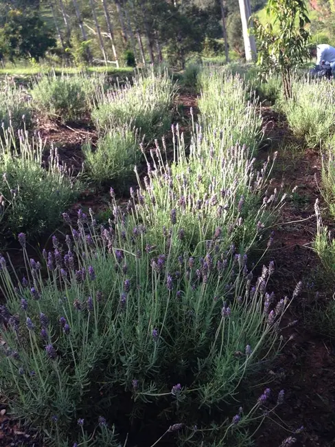 Foto 69 de Chácara à venda, 726000m2 em Silveiras - SP