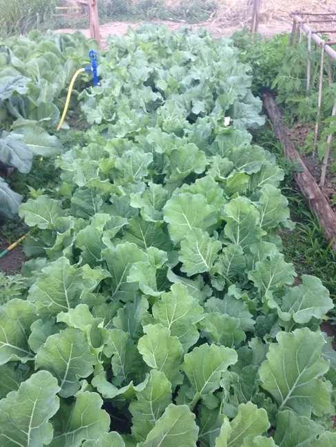 Foto 66 de Chácara à venda, 726000m2 em Silveiras - SP