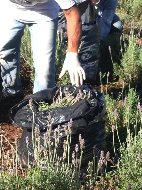 Foto 70 de Chácara à venda, 726000m2 em Silveiras - SP