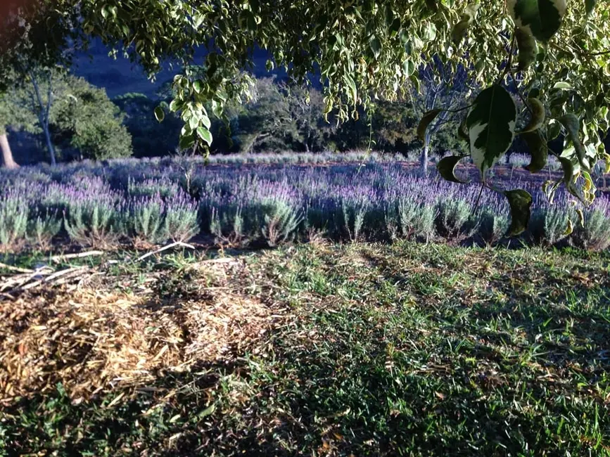 Foto 31 de Chácara à venda, 726000m2 em Silveiras - SP