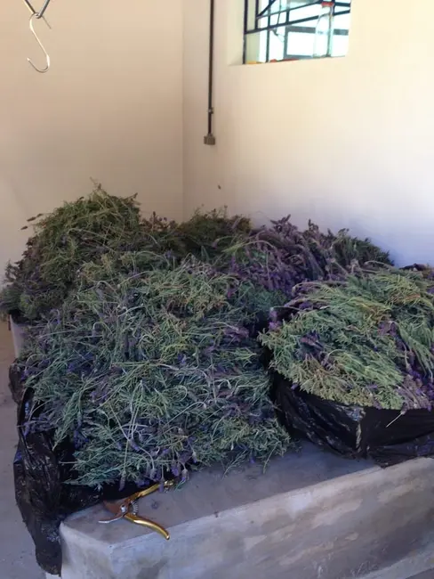 Foto 56 de Chácara à venda, 726000m2 em Silveiras - SP