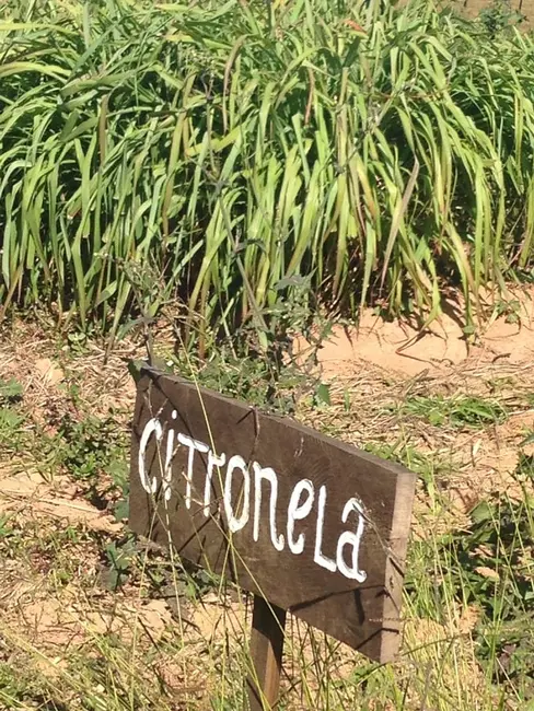 Foto 46 de Chácara à venda, 726000m2 em Silveiras - SP