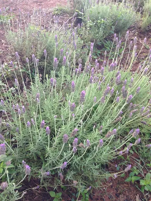 Foto 68 de Chácara à venda, 726000m2 em Silveiras - SP