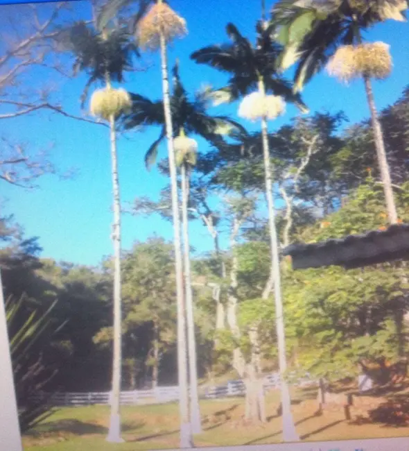 Foto 3 de Sítio / Rancho com 3 quartos à venda, 1089000m2 em Roseira - SP