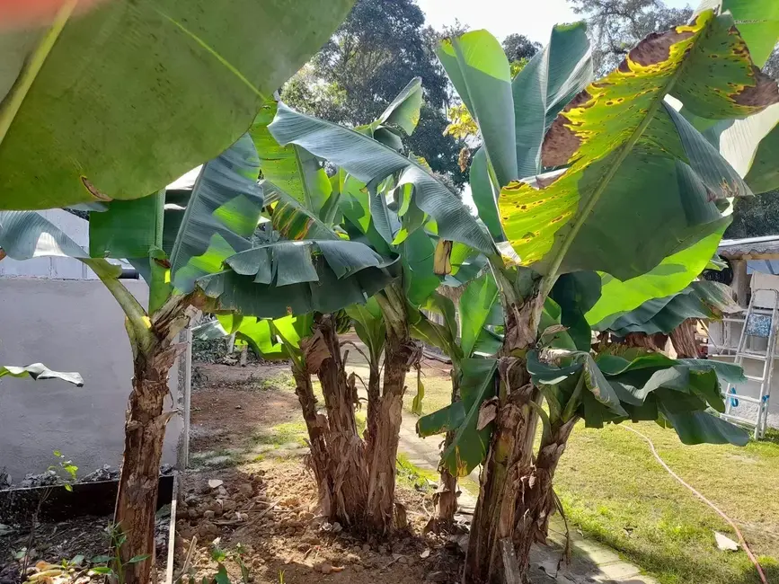 Foto 7 de Chácara com 3 quartos à venda, 240m2 em Pinhão, Taubate - SP
