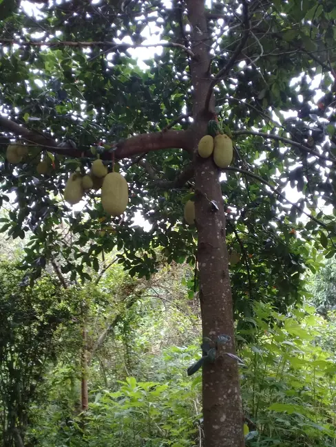 Foto 1 de Terreno / Lote à venda, 200m2 em Pindamonhangaba - SP