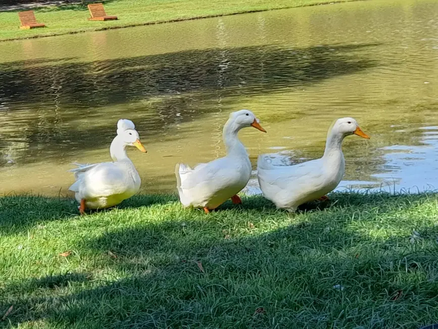 Lote de Condomínio à venda, 480m2 em Alto do Cardoso, Pindamonhangaba - SP - imagem 6 Foto 6 de Lote de Condomínio à venda, 480m2 em Alto do Cardoso, Pindamonhangaba - SP