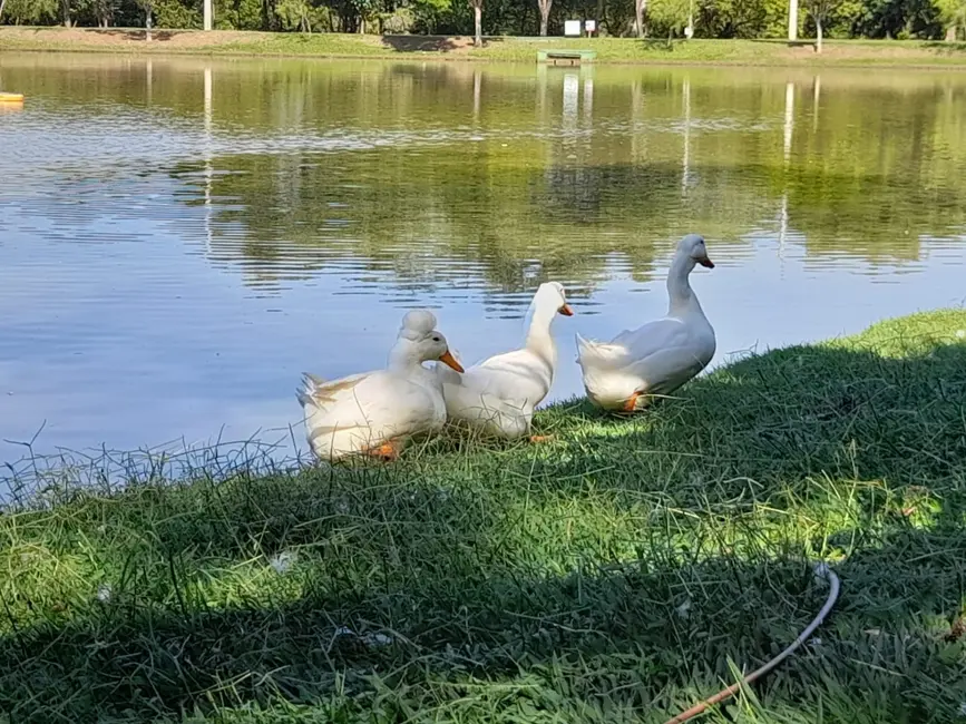 Lote de Condomínio à venda, 480m2 em Alto do Cardoso, Pindamonhangaba - SP - imagem 4 Foto 4 de Lote de Condomínio à venda, 480m2 em Alto do Cardoso, Pindamonhangaba - SP