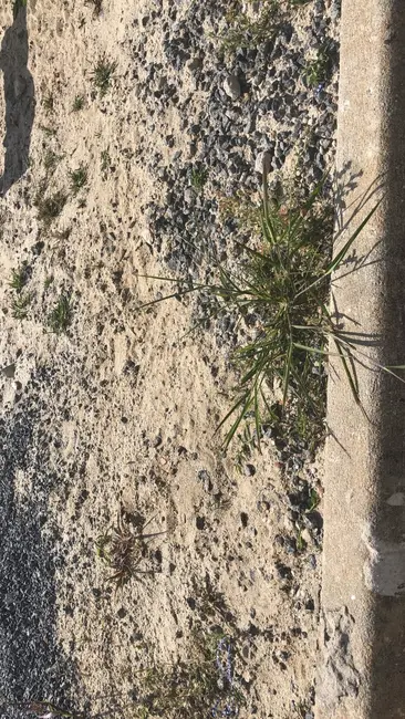 Foto 4 de Terreno / Lote à venda e para alugar, 250m2 em Residencial e Comercial Portal dos Eucaliptos, Pindamonhangaba - SP