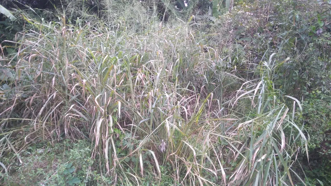 Foto 5 de Terreno / Lote à venda, 6866m2 em Crispim, Pindamonhangaba - SP