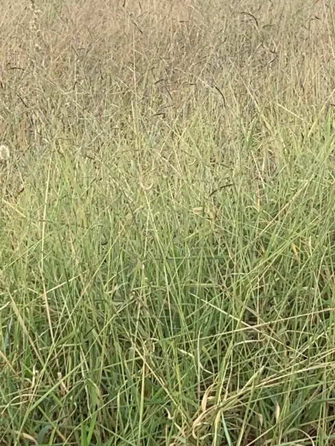 Foto 3 de Terreno / Lote à venda, 250m2 em Moreira César, Pindamonhangaba - SP