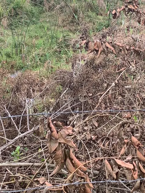 Foto 3 de Terreno / Lote à venda, 30000m2 em Mandú, Pindamonhangaba - SP