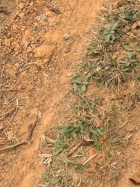 Foto 8 de Terreno / Lote à venda, 30000m2 em Mandú, Pindamonhangaba - SP