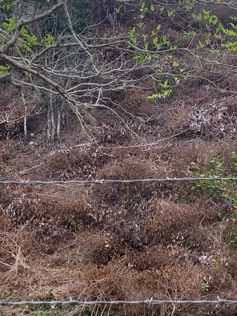 Foto 6 de Terreno / Lote à venda, 30000m2 em Mandú, Pindamonhangaba - SP