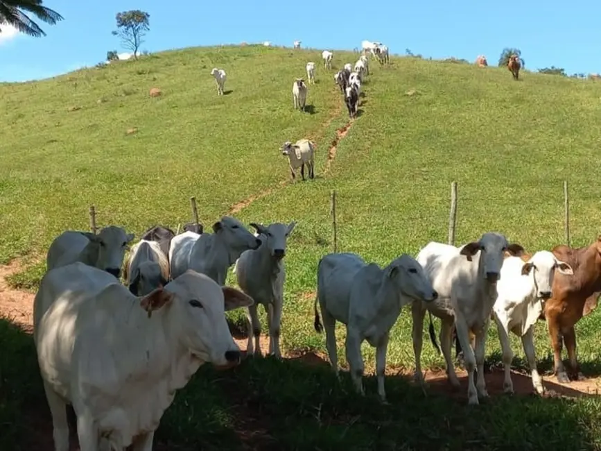 Foto 5 de Chácara à venda, 121000m2 em Sao Luiz Do Paraitinga - SP