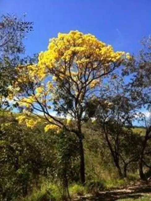 Foto 8 de Chácara com 5 quartos à venda e para alugar, 28000m2 em Joaquim Egídio, Campinas - SP