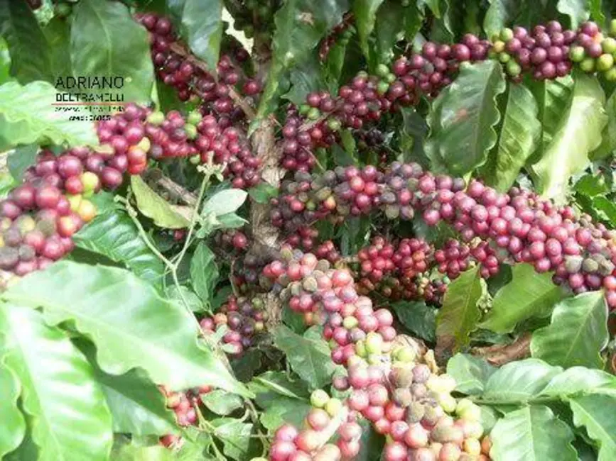 Foto 1 de Fazenda / Haras com 1 quarto à venda, 3186875m2 em Centro, Novo Cruzeiro - MG