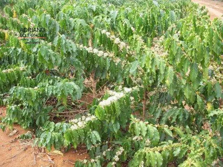 Foto 9 de Fazenda / Haras com 1 quarto à venda, 3186875m2 em Centro, Novo Cruzeiro - MG