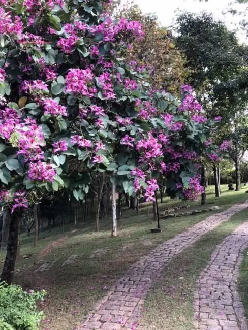 Foto 2 de Chácara com 3 quartos à venda, 27800m2 em Joaquim Egídio, Campinas - SP