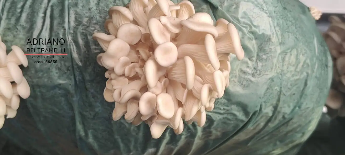 Foto 9 de Fazenda / Haras com 21 quartos à venda, 266200m2 em Amparo - SP