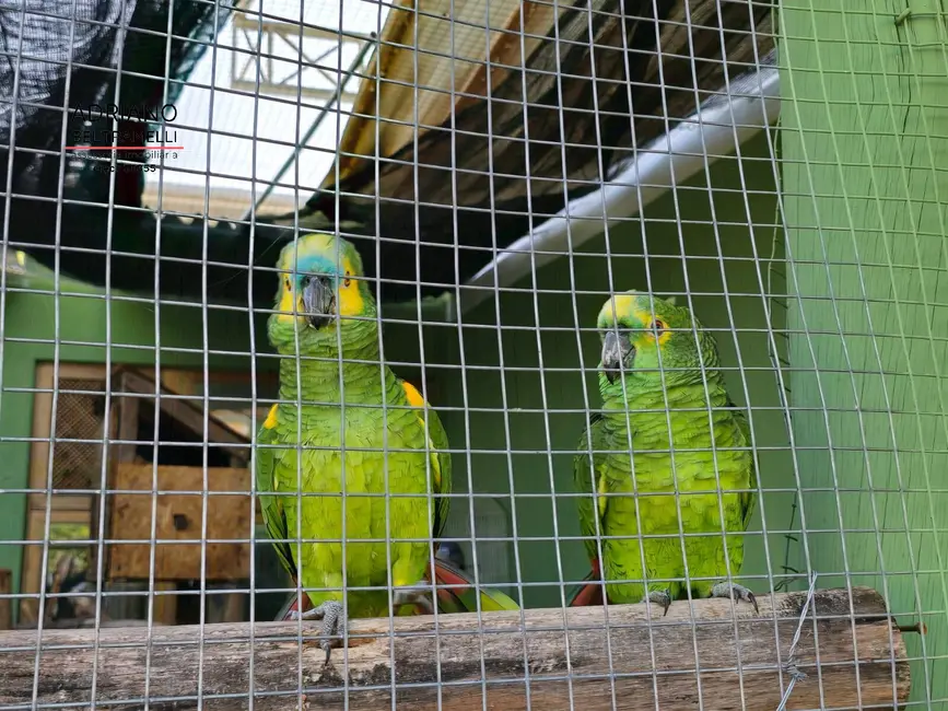 Foto 9 de Chácara com 2 quartos à venda, 20087m2 em Joaquim Egídio, Campinas - SP