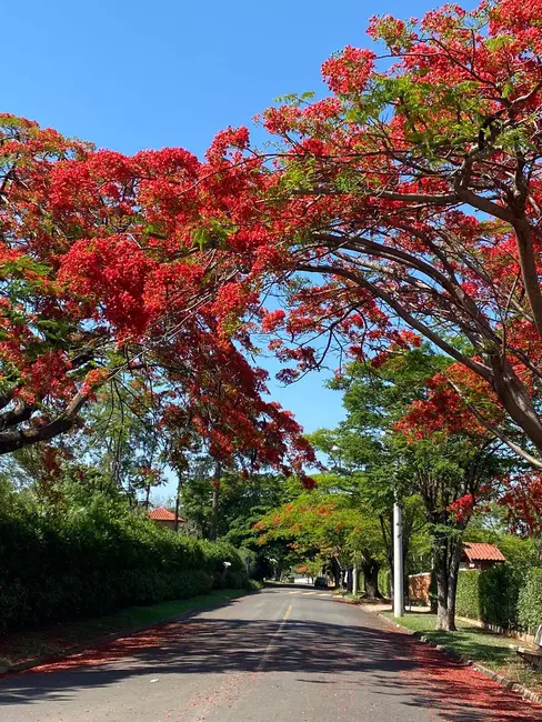Foto 5 de Chácara com 4 quartos à venda, 2200m2 em Vale das Laranjeiras, Indaiatuba - SP