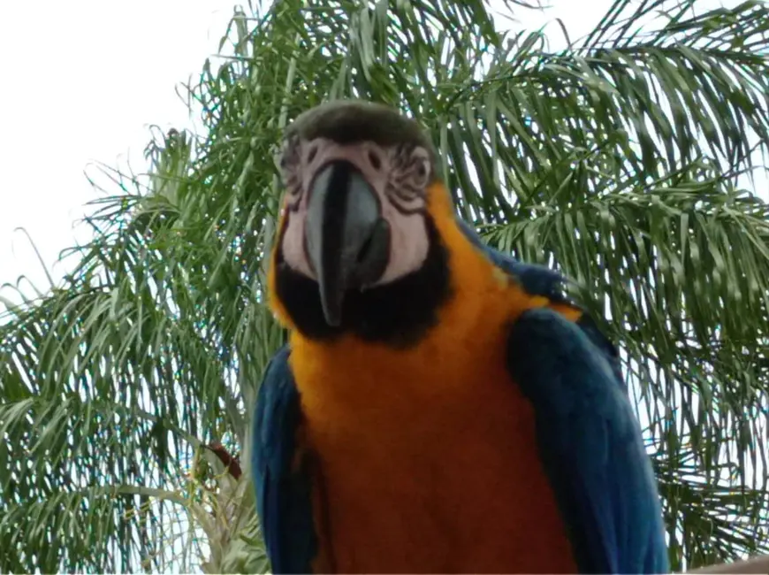 Foto 8 de Chácara com 4 quartos à venda, 2200m2 em Vale das Laranjeiras, Indaiatuba - SP