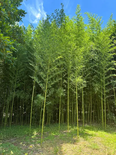 Foto 5 de Terreno / Lote à venda, 3000m2 em Jardim Juliana, Indaiatuba - SP