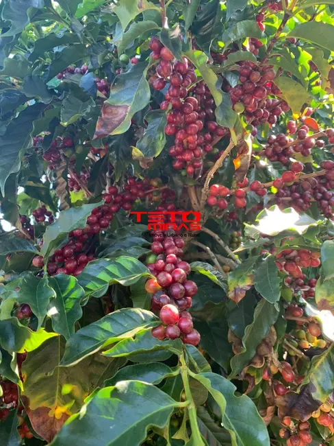 Foto 22 de Fazenda / Haras à venda em Piumhi - MG