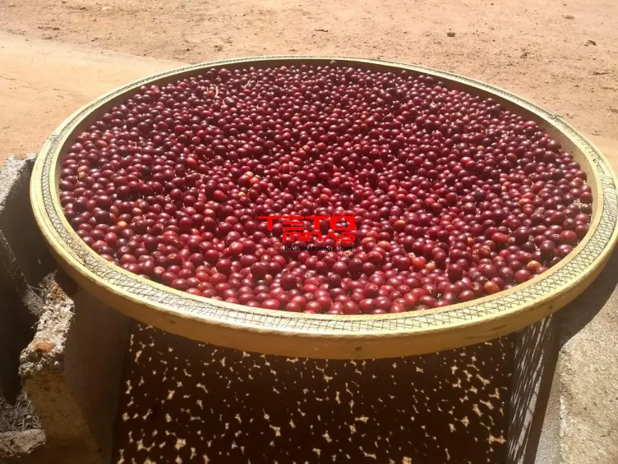 Foto 9 de Fazenda / Haras à venda em Piumhi - MG