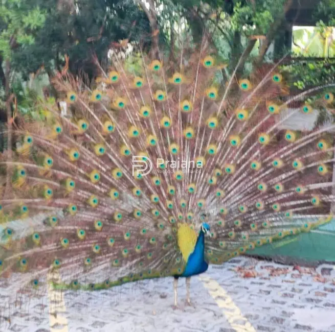 Foto 6 de Apartamento com 1 quarto à venda, 42m2 em Mata De Sao Joao - BA