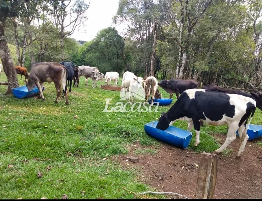 Foto 6 de Chácara à venda, 13m2 em Guarapuava - PR
