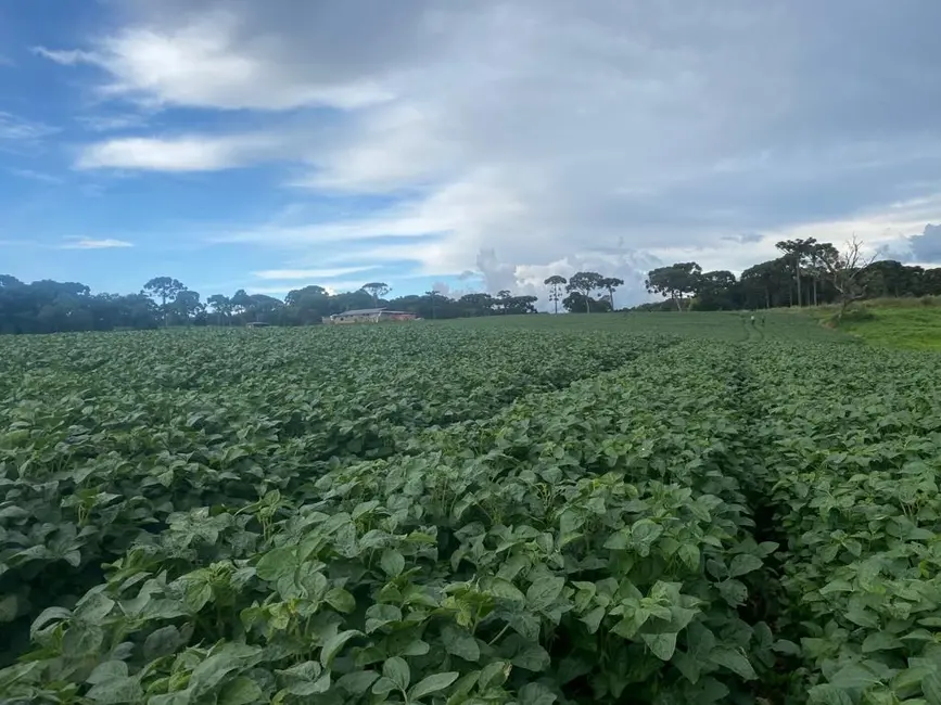 Foto 7 de Terreno / Lote à venda, 484000m2 em Imóvel Morro Alto, Guarapuava - PR